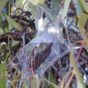 Delias harpalyce at Lions Youth Haven - Westwood Farm A.C.T. - 1 Jul 2024 02:53 PM