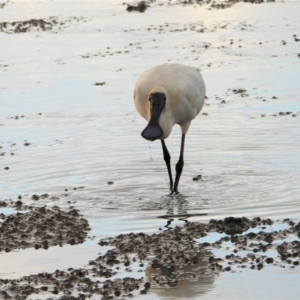 Platalea regia at Belgian Gardens, QLD - 20 May 2022 05:03 PM