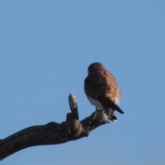 Falco cenchroides (Nankeen Kestrel) at Lions Youth Haven - Westwood Farm A.C.T. - 1 Jul 2024 by HelenCross