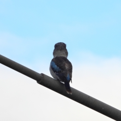 Dacelo leachii (Blue-winged Kookaburra) at Coral Sea, QLD - 20 May 2022 by TerryS