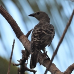Chlamydera nuchalis (Great Bowerbird) at Belgian Gardens, QLD - 20 May 2022 by TerryS