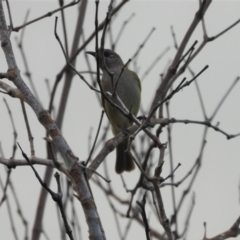 Lichmera indistincta (Brown Honeyeater) at Coral Sea, QLD - 20 May 2022 by TerryS