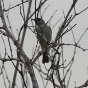 Lichmera indistincta at Coral Sea, QLD - 20 May 2022