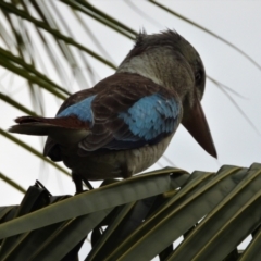 Dacelo leachii (Blue-winged Kookaburra) at Belgian Gardens, QLD - 20 May 2022 by TerryS