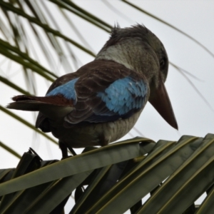 Dacelo leachii at Belgian Gardens, QLD - 20 May 2022 05:20 PM