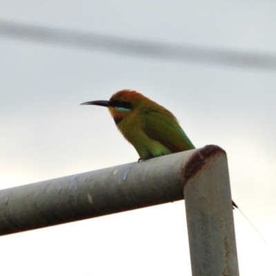 Merops ornatus (Rainbow Bee-eater) at Coral Sea, QLD - 20 May 2022 by TerryS