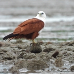 Haliastur indus (Brahminy Kite) at Belgian Gardens, QLD - 1 Jul 2022 by TerryS