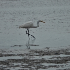 Ardea alba (Great Egret) at Belgian Gardens, QLD - 1 Jul 2022 by TerryS