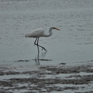 Ardea alba at Belgian Gardens, QLD - 1 Jul 2022