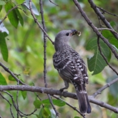 Chlamydera nuchalis (Great Bowerbird) at Coral Sea, QLD - 1 Jul 2022 by TerryS