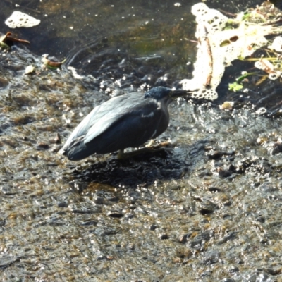 Butorides striata (Striated Heron) at Thuringowa Central, QLD - 28 Jun 2024 by TerryS