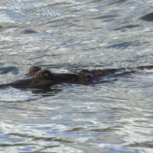 Crocodylus johnstoni at Thuringowa Central, QLD - 29 Jun 2024 09:40 AM