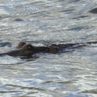 Crocodylus johnstoni (Freshwater Crocodile) at Thuringowa Central, QLD - 28 Jun 2024 by TerryS