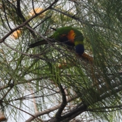 Trichoglossus moluccanus (Rainbow Lorikeet) at Thuringowa Central, QLD - 28 Jun 2024 by TerryS