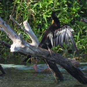 Anhinga novaehollandiae at Douglas, QLD - 29 Jun 2024 10:00 AM