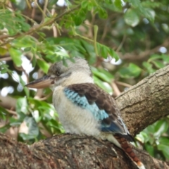 Dacelo leachii (Blue-winged Kookaburra) at Thuringowa Central, QLD - 29 Jun 2024 by TerryS