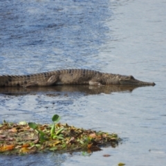 Crocodylus johnstoni (Freshwater Crocodile) at Thuringowa Central, QLD - 29 Jun 2024 by TerryS
