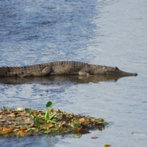 Crocodylus johnstoni at Thuringowa Central, QLD - 29 Jun 2024