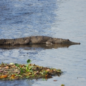 Crocodylus johnstoni (Freshwater Crocodile) at Thuringowa Central, QLD by TerryS