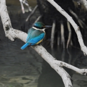 Todiramphus sanctus at Brisbane City, QLD - 22 Jun 2024 09:35 AM