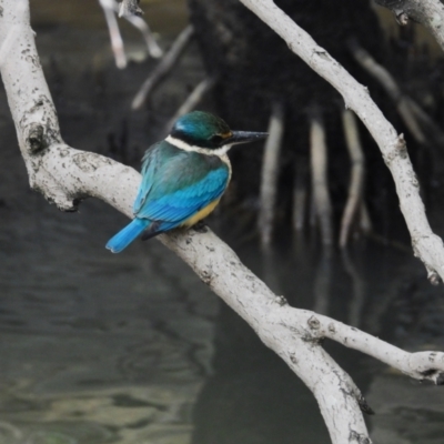 Todiramphus sanctus (Sacred Kingfisher) at Brisbane City, QLD - 21 Jun 2024 by TerryS