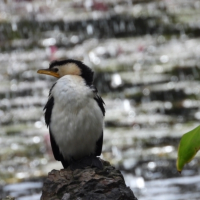 Microcarbo melanoleucos (Little Pied Cormorant) at Brisbane City Botanic Gardens - 21 Jun 2024 by TerryS