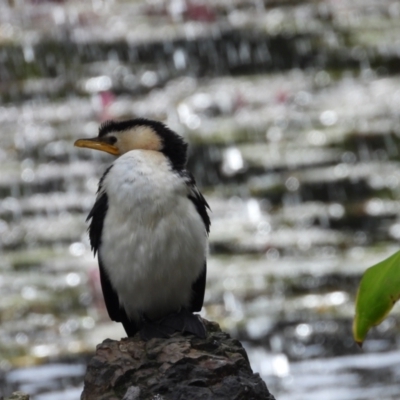 Microcarbo melanoleucos (Little Pied Cormorant) at Brisbane City Botanic Gardens - 22 Jun 2024 by TerryS