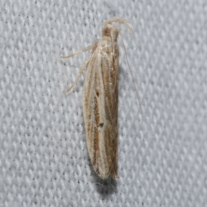 Eutorna diaula at WendyM's farm at Freshwater Ck. - 22 Dec 2022 12:33 AM