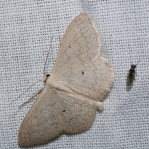 Scopula optivata at WendyM's farm at Freshwater Ck. - 21 Dec 2022