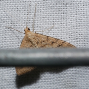 Scopula rubraria at WendyM's farm at Freshwater Ck. - 22 Dec 2022 02:37 AM