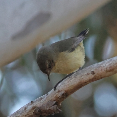Acanthiza reguloides (Buff-rumped Thornbill) at The Pinnacle - 2 Jul 2024 by Trevor