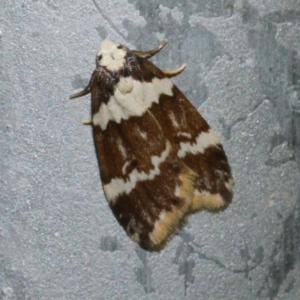 Halone sejuncta at WendyM's farm at Freshwater Ck. - 22 Dec 2022 02:45 AM