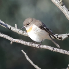 Petroica boodang (Scarlet Robin) at The Pinnacle - 3 Jul 2024 by Trevor