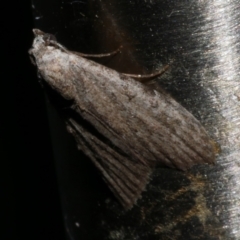 Nola pleurosema (Plain Tuft-moth) at WendyM's farm at Freshwater Ck. - 21 Dec 2022 by WendyEM
