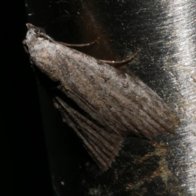 Nola pleurosema (Plain Tuft-moth) at WendyM's farm at Freshwater Ck. - 21 Dec 2022 by WendyEM