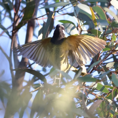 Nesoptilotis leucotis (White-eared Honeyeater) at The Pinnacle - 3 Jul 2024 by MichaelWenke