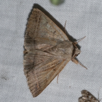 Pantydia sparsa (Noctuid Moth) at WendyM's farm at Freshwater Ck. - 21 Dec 2022 by WendyEM
