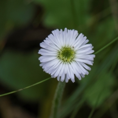 Lagenophora stipitata (Common Lagenophora) at South East Forest National Park - 18 Jan 2024 by AlisonMilton