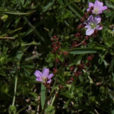 Rumex acetosella (Sheep Sorrel) at Glen Allen, NSW - 17 Jan 2024 by AlisonMilton