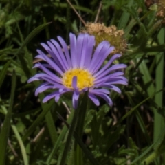 Calotis glandulosa (Mauve Burr-daisy) at BA124 - 18 Jan 2024 by AlisonMilton