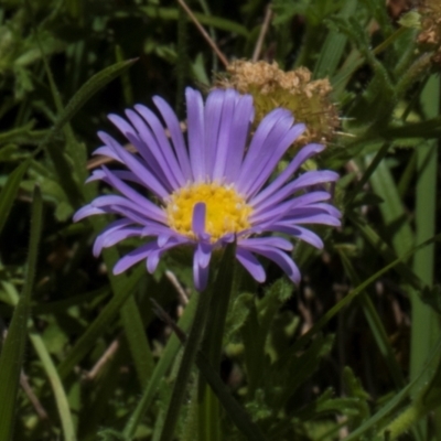 Calotis glandulosa (Mauve Burr-daisy) at BA124 - 18 Jan 2024 by AlisonMilton