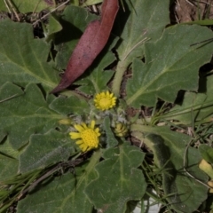 Cymbonotus sp. (preissianus or lawsonianus) at Glen Allen, NSW - 18 Jan 2024