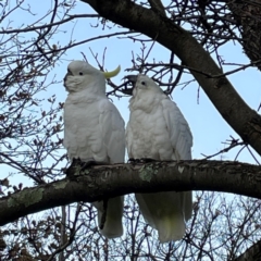 Cacatua galerita (Sulphur-crested Cockatoo) at Banksia Street Wetland Corridor - 30 Jun 2024 by Hejor1