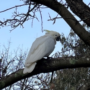 Cacatua galerita at Banksia Street Wetland Corridor - 30 Jun 2024 04:49 PM