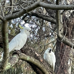 Cacatua galerita at Banksia Street Wetland Corridor - 30 Jun 2024