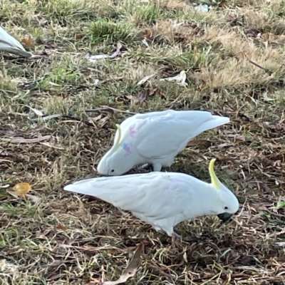 Cacatua galerita (Sulphur-crested Cockatoo) at Banksia Street Wetland Corridor - 30 Jun 2024 by Hejor1