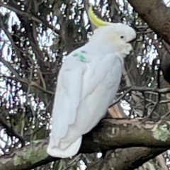 Cacatua galerita at Banksia Street Wetland Corridor - 30 Jun 2024 04:42 PM