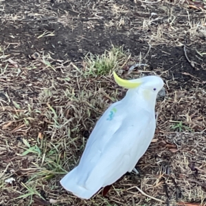 Cacatua galerita at Banksia Street Wetland Corridor - 30 Jun 2024