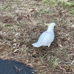 Cacatua galerita at Banksia Street Wetland Corridor - 30 Jun 2024 04:42 PM