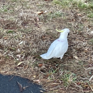 Cacatua galerita at Banksia Street Wetland Corridor - 30 Jun 2024 04:42 PM